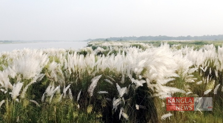 কাশফুলের ঢেউ আর শিউলির সুবাসে ভরা দিন
