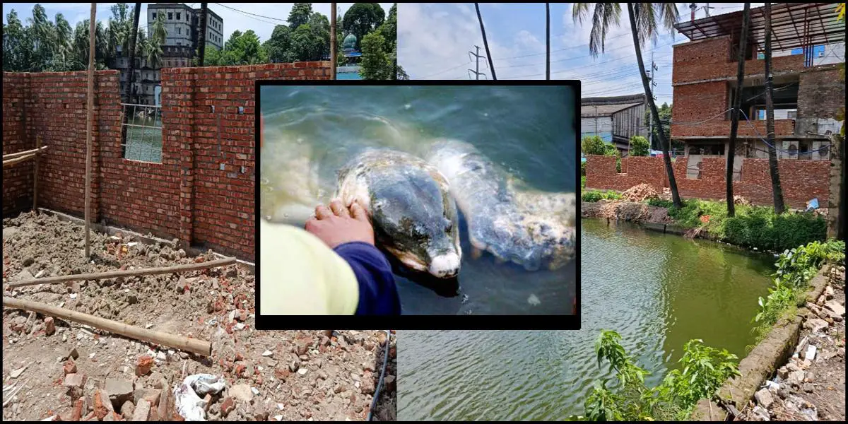 অবৈধ ভবন নির্মাণ, হুমকিতে ৩০০ বছর বয়সী ‘বায়েজিদ বোস্তামী’ কাছিম