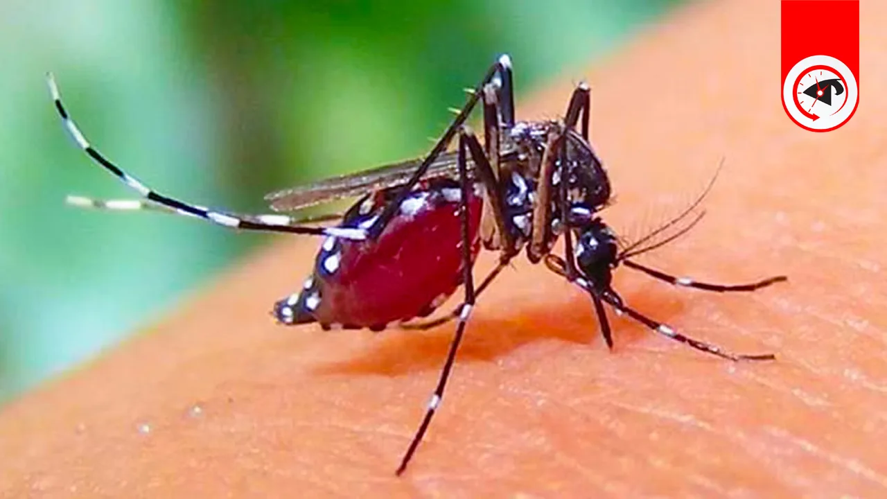 জিএস প্রার্থীর বিরুদ্ধে রিটকারী ছাত্রীকে ‘সংঘবদ্ধ ধর্ষণের’ হুমকি