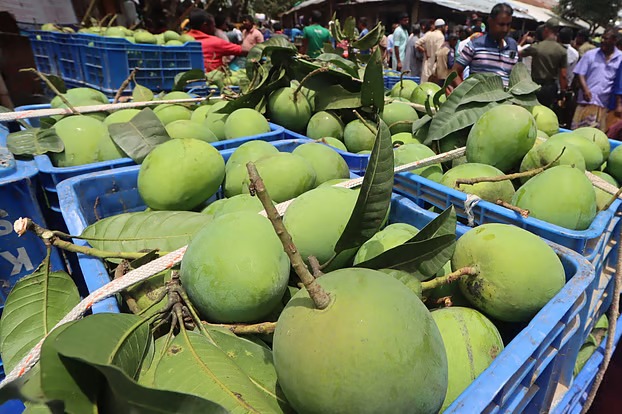 দুই বছর আগের চেয়ে আম রপ্তানি কম, ব্যবসায়ীরা হতাশ