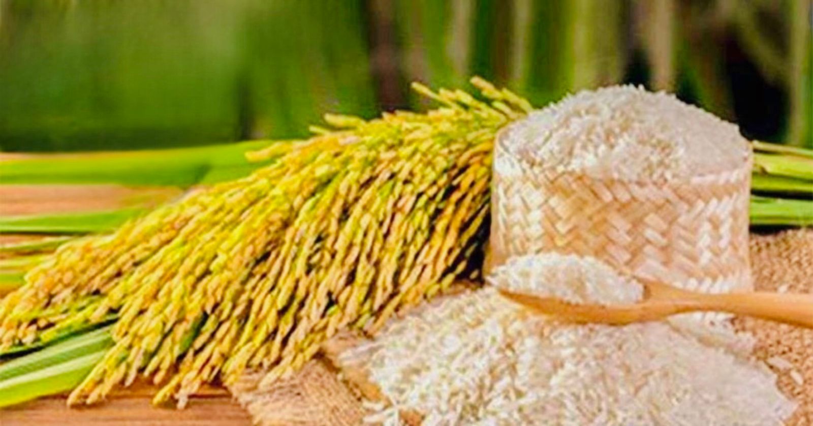 গত বছরের তুলনায় এবার ধানের কেজিপ্রতি দাম বেড়েছে ৪ টাকা।