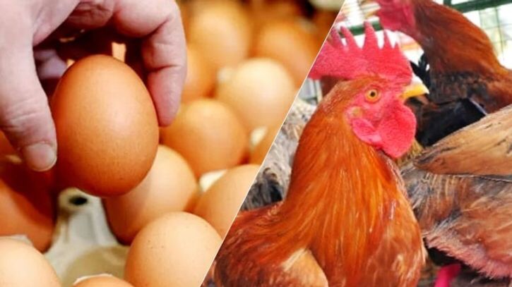  ডিম ও মুরগির মাংসের দরপতন রোধে সরকারের নিকট সহায়তার আবেদন